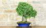 4 - Bonsai di Bagolaro (17)