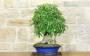 5 - Bonsai di Bagolaro (17)