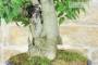 6 - Bonsai di Bagolaro (17)