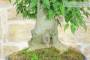 7 - Bonsai di Bagolaro (17)