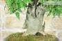 8 - Bonsai di Bagolaro (17)