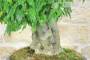 9 - Bonsai di Bagolaro (17)