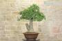 4 - Bonsai Yamadori di Quercia Roverella (1)