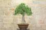 5 - Bonsai Yamadori di Quercia Roverella (1)