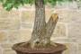 6 - Bonsai Yamadori di Quercia Roverella (1)