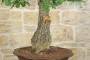 7 - Bonsai Yamadori di Quercia Roverella (1)