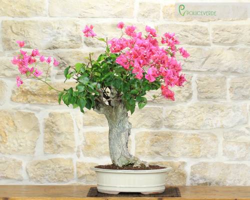 2 - Bonsai di Bougainvillea Californiana (10)