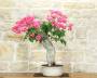 3 - Bonsai di Bougainvillea Californiana (10)