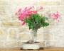 4 - Bonsai di Bougainvillea Californiana (10)