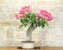 5 - Bonsai di Bougainvillea Californiana (10)