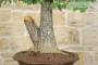8 - Bonsai Yamadori di Quercia Roverella (1)