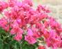 6 - Bonsai di Bougainvillea Californiana (10)