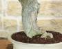 7 - Bonsai di Bougainvillea Californiana (10)