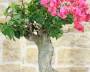 8 - Bonsai di Bougainvillea Californiana (10)