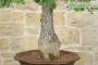 9 - Bonsai Yamadori di Quercia Roverella (1)