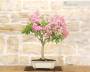 2 - Bonsai di Lagerstroemia a fiore rosa(41)