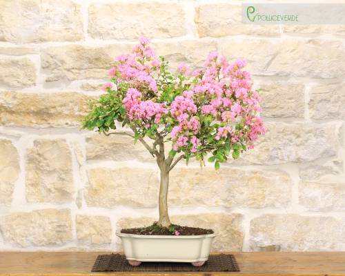 2 - Bonsai di Lagerstroemia a fiore rosa(41)