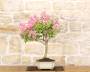 3 - Bonsai di Lagerstroemia a fiore rosa(41)