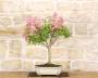 4 - Bonsai di Lagerstroemia a fiore rosa(41)