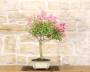 5 - Bonsai di Lagerstroemia a fiore rosa(41)