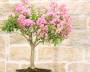 6 - Bonsai di Lagerstroemia a fiore rosa(41)
