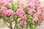 7 - Bonsai di Lagerstroemia a fiore rosa(41)