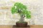 Bonsai di Lentisco (68)