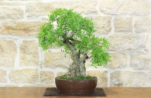 Bonsai di Lentisco (68)