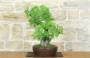 3 - Bonsai di Lentisco (68)