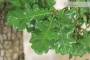 10 - Bonsai Yamadori di Quercia Roverella (1)