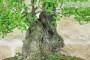8 - Bonsai di Lentisco (68)