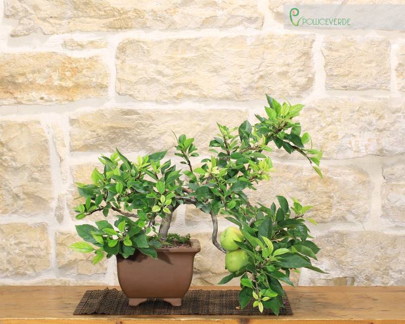 2 - Bonsai di Melo da frutto (3)