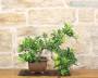 2 - Bonsai di Melo da frutto (3)
