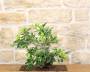 3 - Bonsai di Melo da frutto (3)