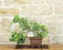 4 - Bonsai di Melo da frutto (3)