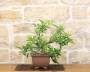 5 - Bonsai di Melo da frutto (3)