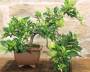 6 - Bonsai di Melo da frutto (3)