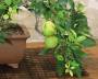 7 - Bonsai di Melo da frutto (3)