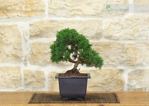 2 - Prebonsai di Ginepro Kishu (6)
