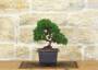 2 - Prebonsai di Ginepro Kishu (6)