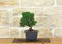 3 - Prebonsai di Ginepro Kishu (6)