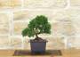 4 - Prebonsai di Ginepro Kishu (6)