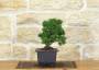 5 - Prebonsai di Ginepro Kishu (6)