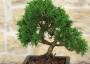 6 - Prebonsai di Ginepro Kishu (6)