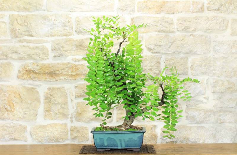 2 - Bonsai di Giuggiolo (5)