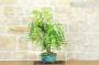 3 - Bonsai di Giuggiolo (5)