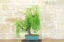 4 - Bonsai di Giuggiolo (5)