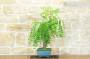 5 - Bonsai di Giuggiolo (5)