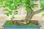 6 - Bonsai di Giuggiolo (5)