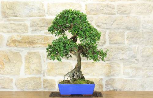 2 - Bonsai di Olmo Cinese (147)
